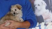 Empresa de servicio de clonación en China duplica a perro famoso