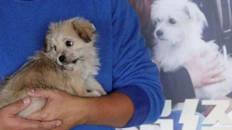 Empresa de servicio de clonación en China duplica a perro famoso
