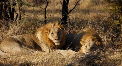 Un cazador furtivo, devorado por leones en Sudáfrica