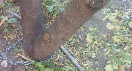 Rescatan en Aguascalientes a niño encadenado a árbol