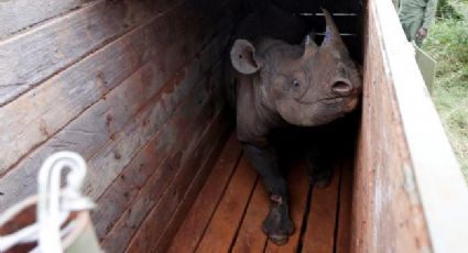 Muere el último macho de rinoceronte negro en fallido traslado a reserva