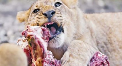 Cazadores son devorados por manada de leones en Sudáfrica