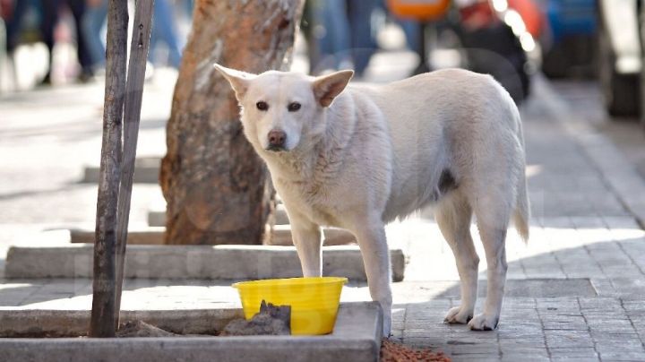 Por desánimo y temor a represalias no denuncian envenenamiento de perros