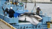 Reanuda Japón caza comercial de ballenas pese a poca demanda