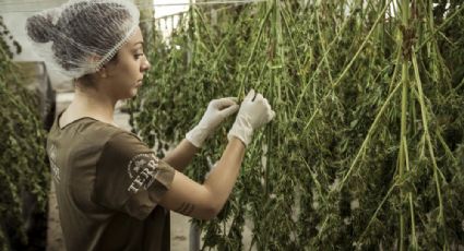 Lanza diplomado de cannabis medicinal Tec de Monterrey