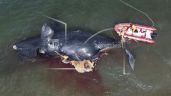 Argentina: Mueren ballenas a causa de algas nocivas