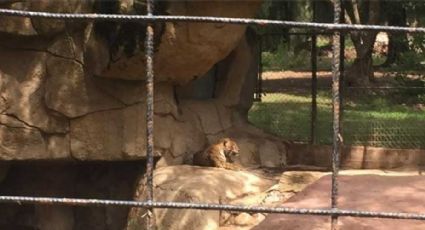 ZooLeón: Zoológico de León exhibe a seis felinos rescatados del Santuario del Ajusco VIDEO