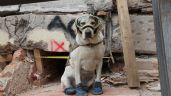 Frida, la perrita heroína que salvó 12 vidas en 9 años como rescatista