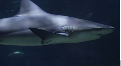 CITES va contra el tráfico de aletas de tiburón