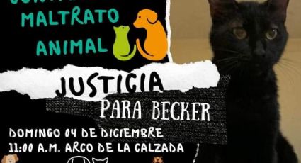 León: Acusan a hombre de matar a Becker y a seis gatitos más