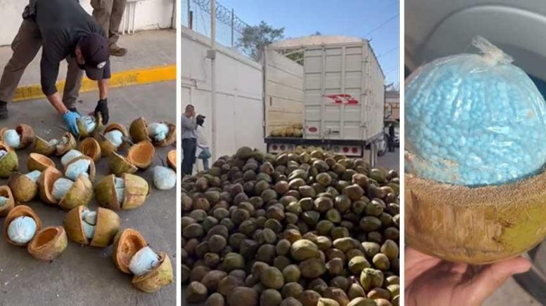 Seguridad en Sonora: Hallan 300 kilos de fentanilo… ¡dentro de cocos!