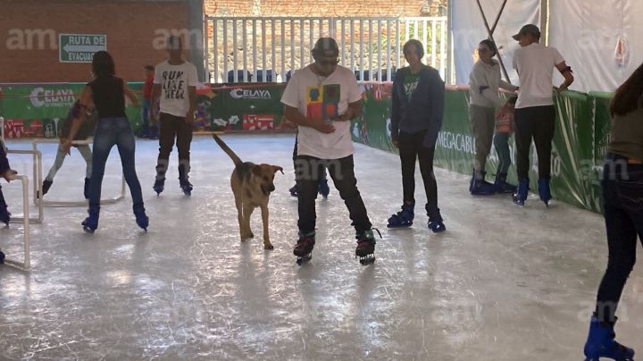VIDEO. ¿Quién dijo frío? Hasta los perritos disfrutan de la pista de hielo en Celaya