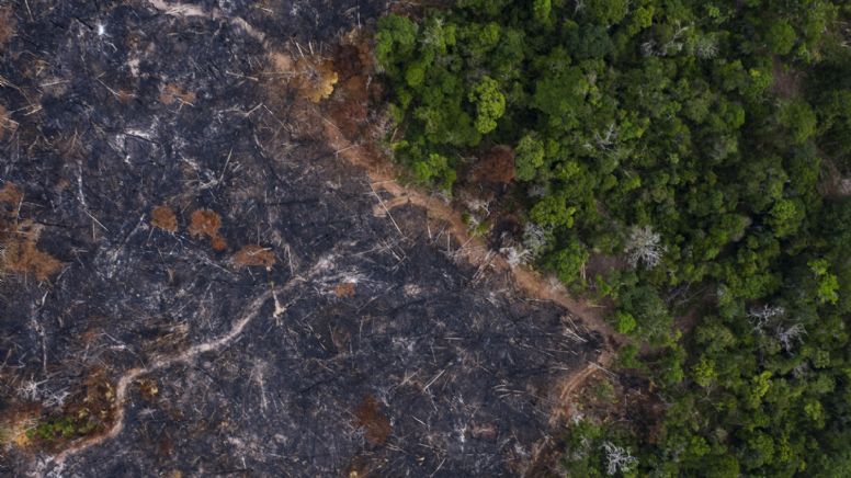 Emergencia climática: Amazonia ha perdido 10% de su vegetación en 4 décadas