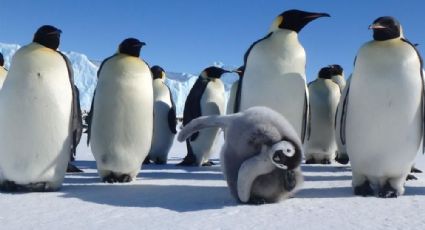 Especialistas advierten extinción de pingüino emperador en la Antártida