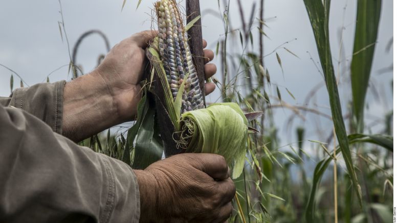 Producción de maíz en México queda 38 % debajo