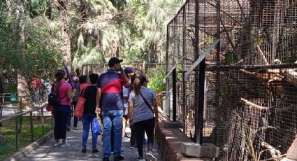 León: Abren Zoológico de León, Parque Metropolitano, deportivas municipales y Explora en Año Nuevo