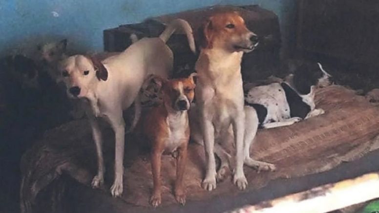 Tacos de perro en Estado de México: Acusan a dos hombres de surtir a taquerías, tenían más de 60  perros en vivienda