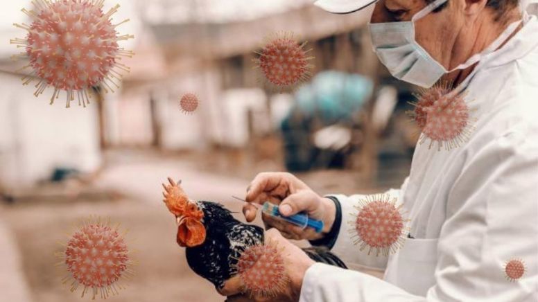 Sacrifican en Perú 23 mil aves de granja para frenar propagación de gripe aviar
