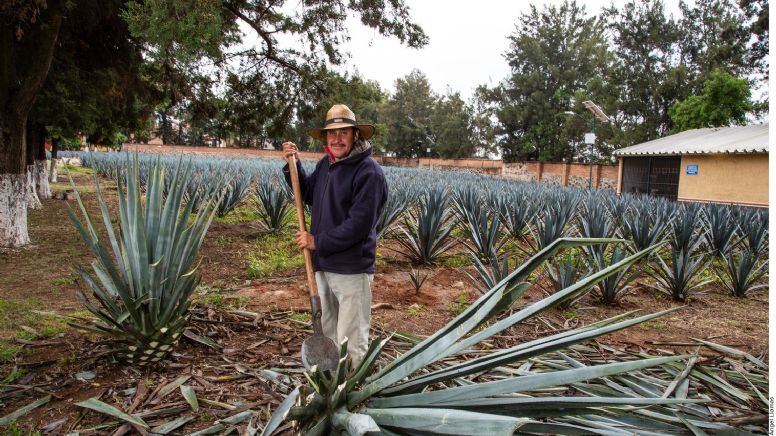 En Guanajuato se hará tequila con energías limpias