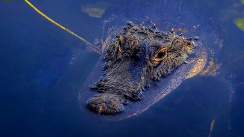 Seguridad en Puerto Vallarta: Turistas se meten a nadar de noche y un cocodrilo los ataca, viven de milagro