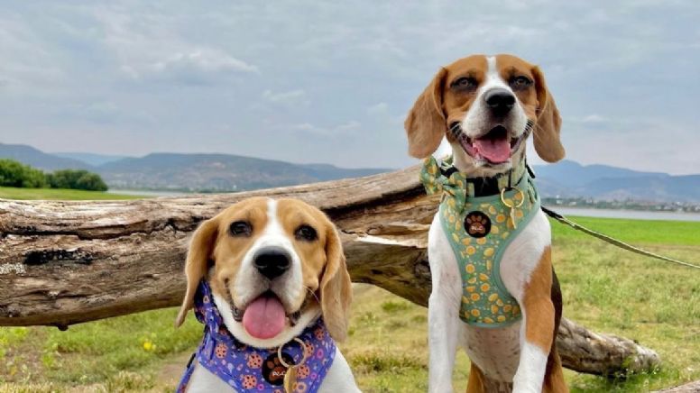 Influencers en León: Ellos son los perros con más seguidores en Tik Tok e Instagram