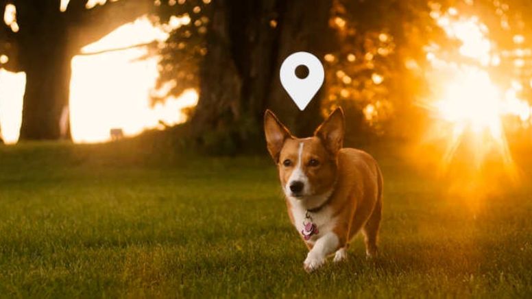 Con esta tecnología puedes saber dónde está tu perro en tiempo real