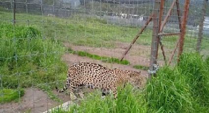 ZooLeón: Linces, leopardos, jaguar y serval estarán en cuarentena en el Zoológico de León