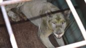 Zoológico de Moroleón resguarda por tiempo indefinido 5 leones recatados del Santuario del Ajusco