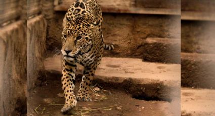 ZooLeón: Se recupera jaguar, se adapta a hábitat del Zoológico de León