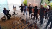 Rescate animal: Organizan ‘adoptón’ en Plaza Galerías, en León