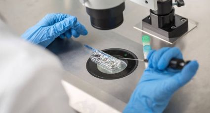 Embriones sintéticos: el siguiente paso de la evolución