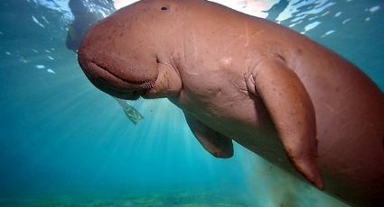 Desaparecen las “sirenas” en China: declaran extinto al dugongo