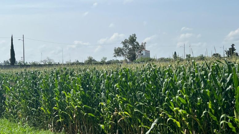 Campo Guanajuato: Prevén haya pocas pérdidas en el sector agroalimentario por las lluvias