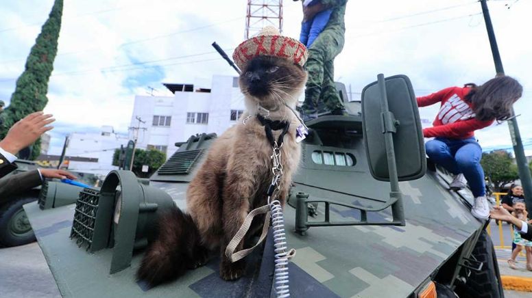 ‘Bodoque’, el gato influencer de León, roba cámara y posa para sus bodoquelovers en tanqueta militar
