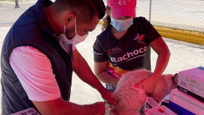Aplican vacuna antirrábica a perros y gatos en Celaya