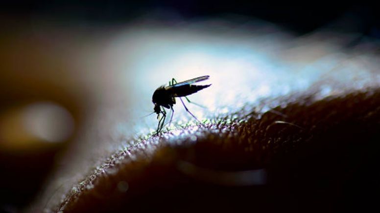 Detectan mosquitos mutantes resistentes al insecticida