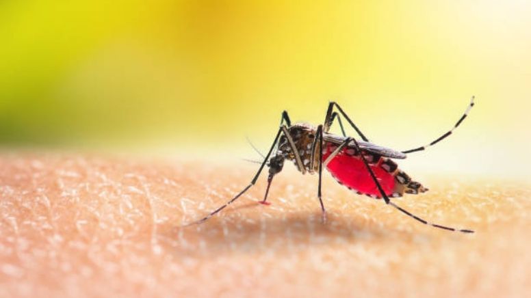 Detectan mosquitos mutantes resistentes al insecticida