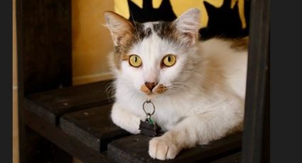 León, Guanajuato: Disminuyen adopciones de gatos del albergue Gaticos