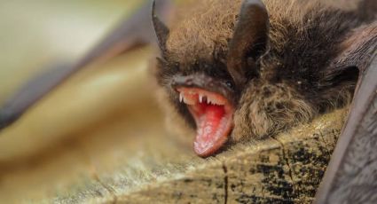 ¡Drácula mexicano! Este murciélago vive en Oaxaca, come sangre y transmite rabia a los humanos