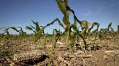 Esta semana, pago de seguro para 5.2% de afectados por sequía en Hidalgo