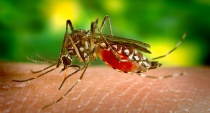 Virus del Nilo Occidental: Cuáles son sus síntomas y cómo se propaga