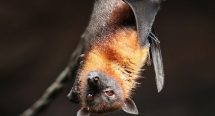 Rabia en humanos: niña en estado vegetativo tras ser contagiada por murciélago