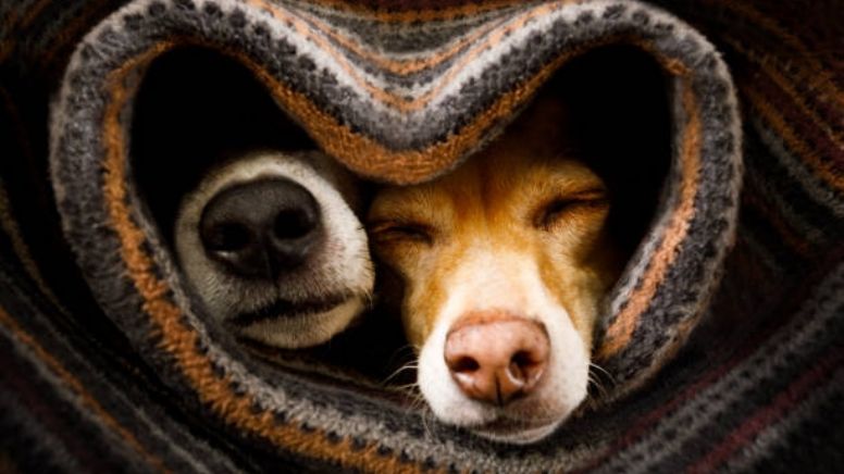 Cuídalo de la tos de perro, estos son los mejores consejos para prevenir enfermedades respiratorias en tus mascotas