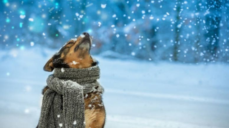 Cuídalo de la tos de perro, estos son los mejores consejos para prevenir enfermedades respiratorias en tus mascotas