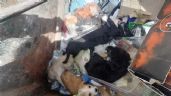 Abandonan en basurero a seis cachorros en Guanajuato capital, responsable podría pagar $5 mil