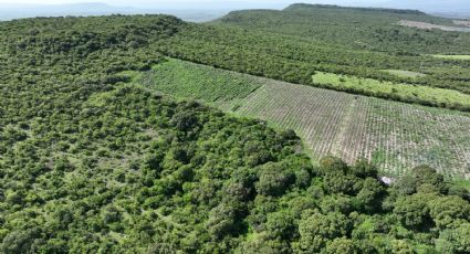 Amenaza el ‘boom’ del agave al campo de Guanajuato