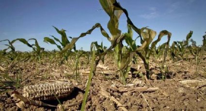 Causa sequía pérdida de 70% de siembras de maíz en Huejutla