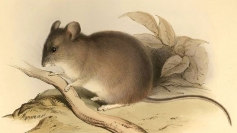 Atestiguan momias de ratón vida de mamíferos en los Andes "marcianos"