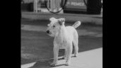 Maltrato Animal: Murió envenenado 'Gasolin', perrito adoptado  por gasolinera