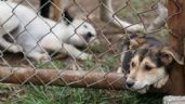 Rescató PGJEH a 63 perros del maltrato animal derivado de 27 cateos en un año